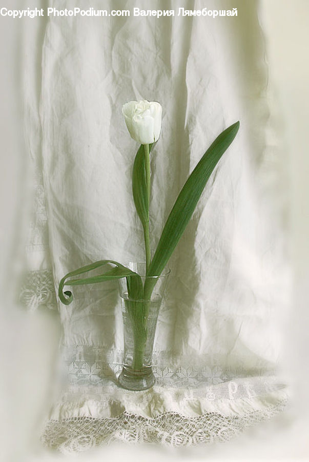 Glass, Lace, Flora, Flower, Gladiolus, Plant, Blossom