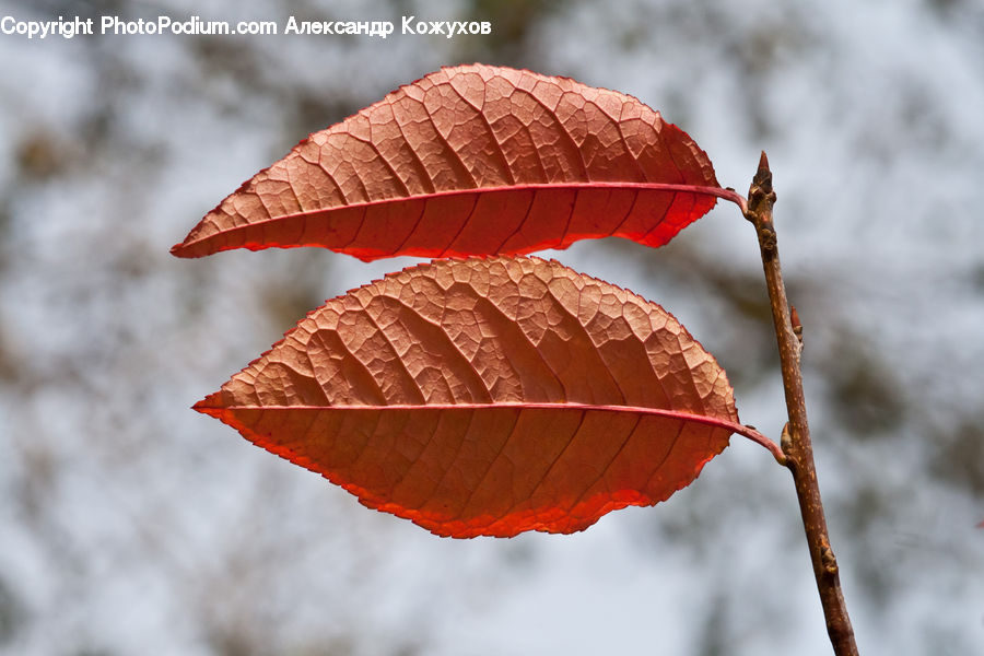 Maple, Maple Leaf, Plant, Blossom, Flora, Flower, Birch
