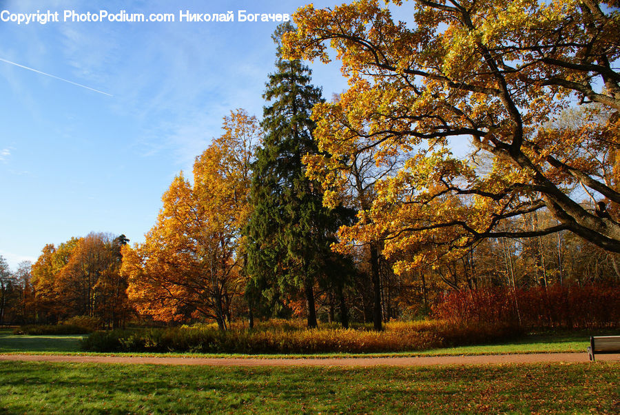 Oak, Tree, Wood, Conifer, Fir, Plant, Park