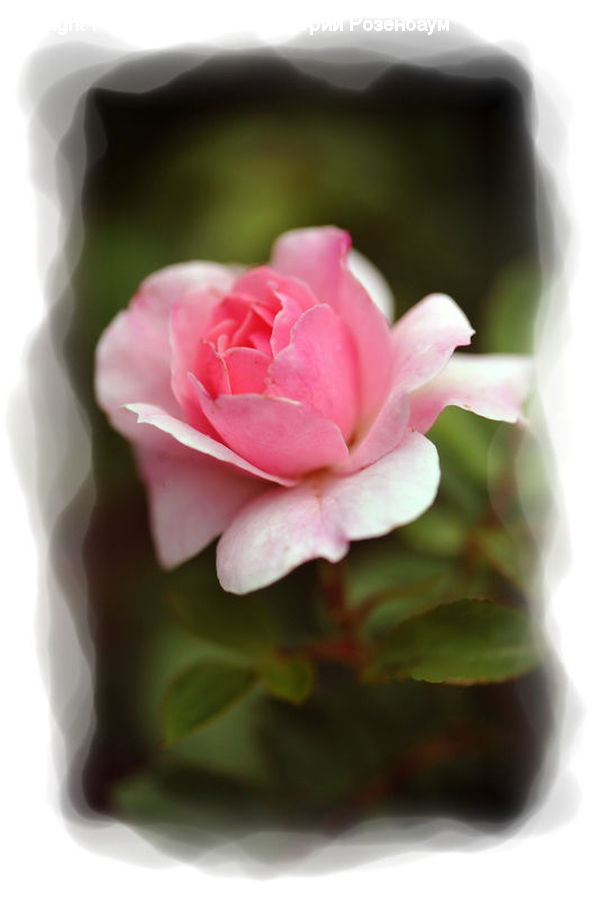 Flower, Flower Arrangement, Flower Bouquet, Blossom, Plant, Rose, Carnation