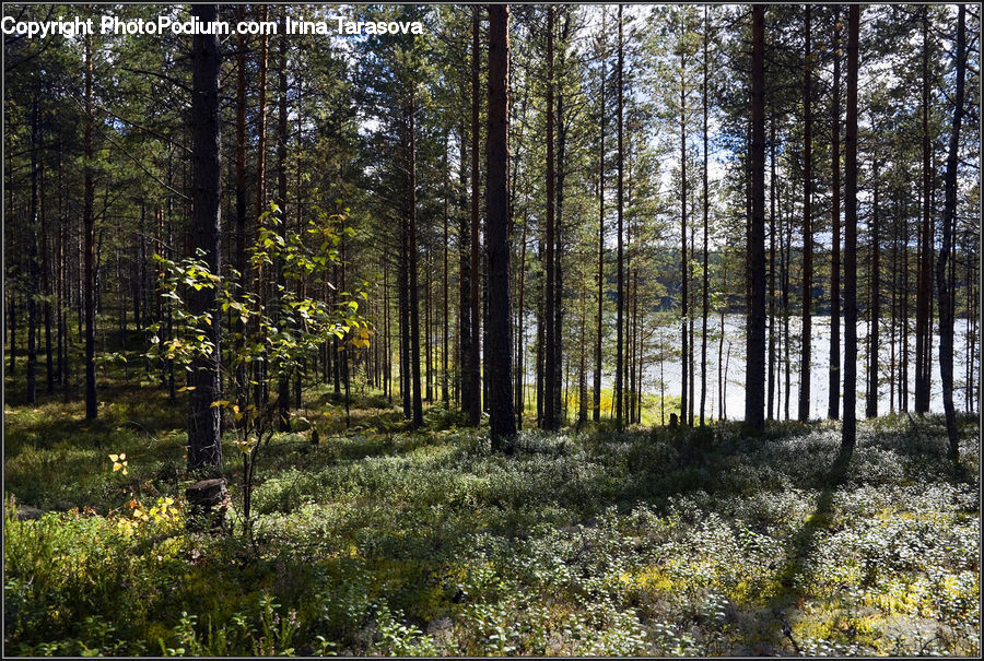 Forest, Vegetation, Grove, Land, Conifer, Fir, Plant