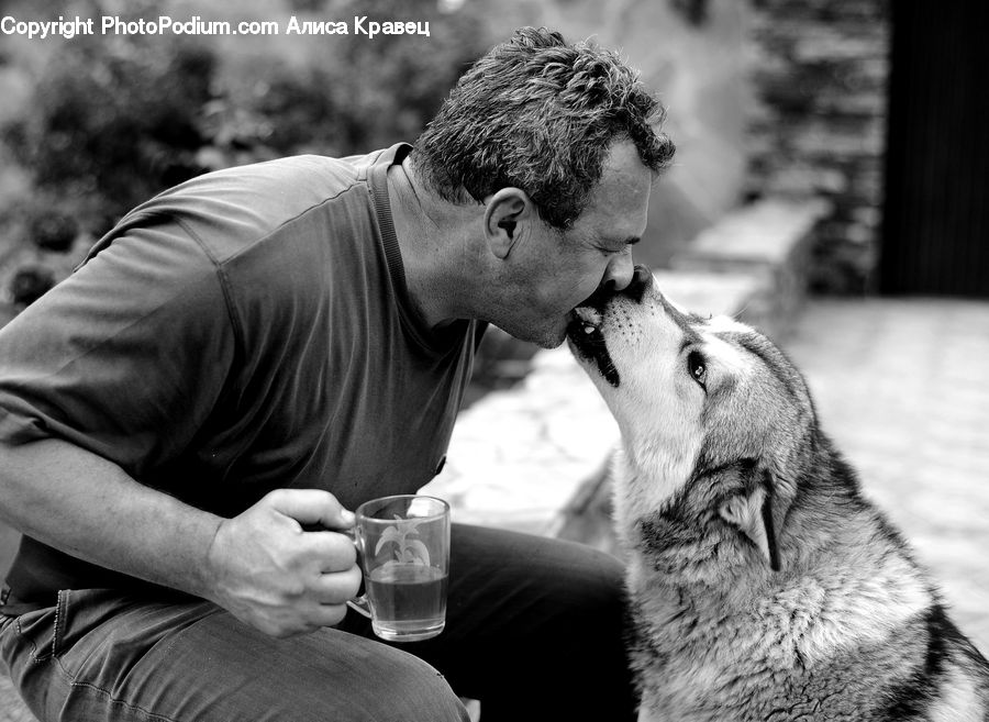 People, Person, Human, Animal, Adorable, Canine, Collie