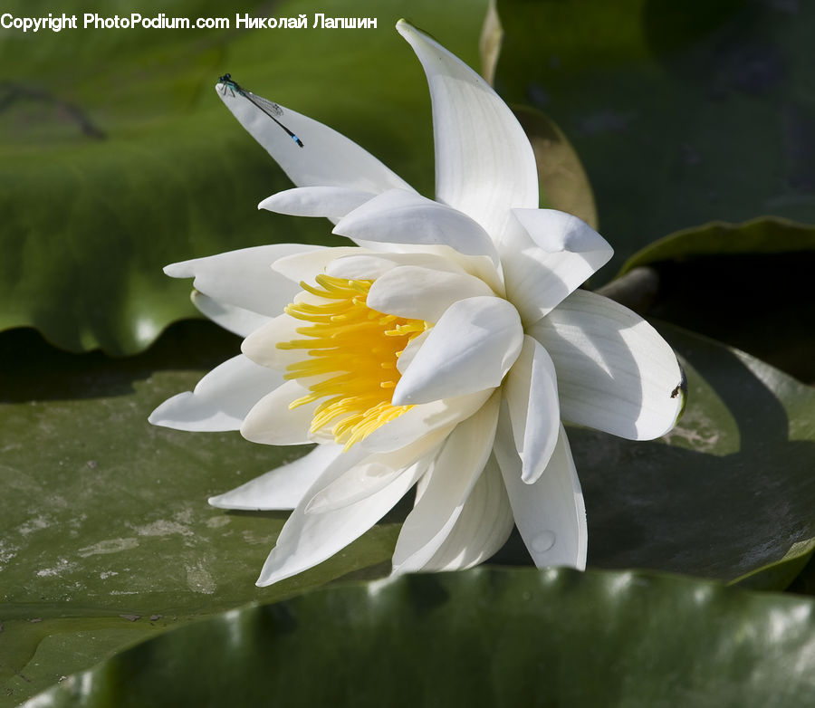 Flower, Lily, Plant, Pond Lily, Blossom, Flora, Daffodil