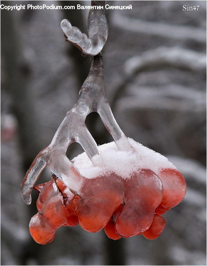 Bird, Pigeon, Frost, Ice, Outdoors, Snow, Wren