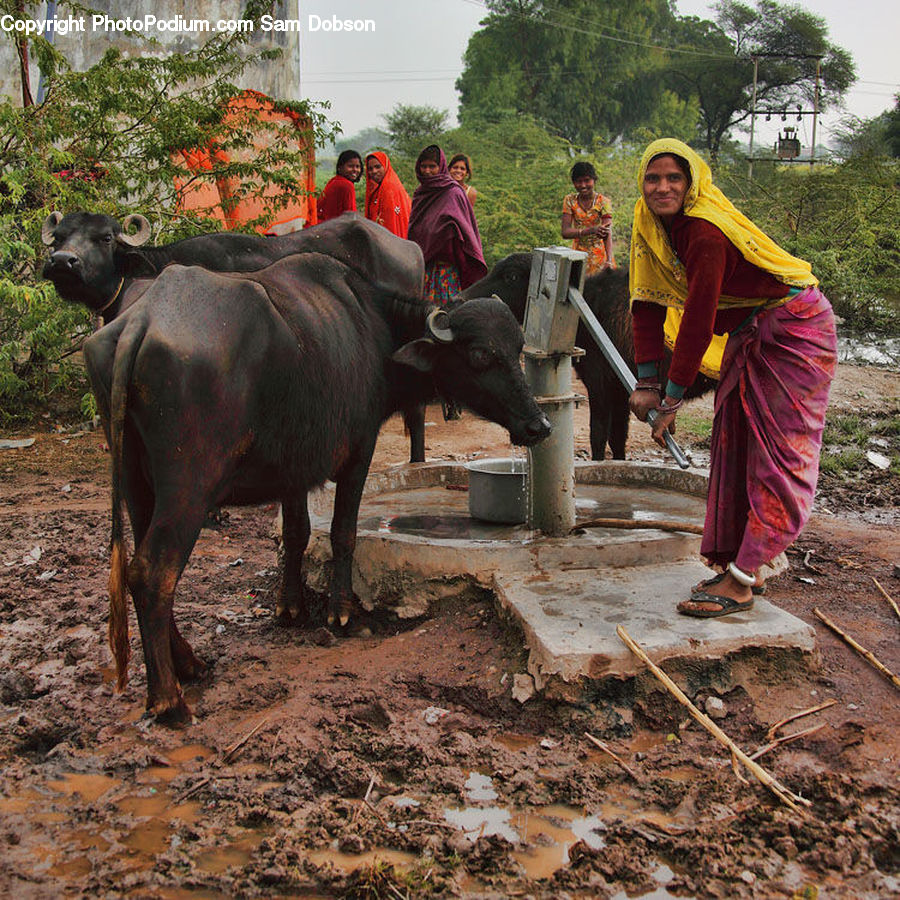 People, Person, Human, Angus, Animal, Bull, Mammal