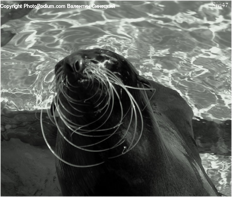 Animal, Mammal, Sea Life, Sea Lion, Seal
