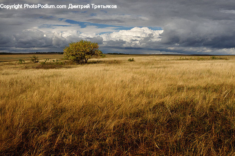 Field, Grass, Grassland, Land, Outdoors, Grain, Wheat