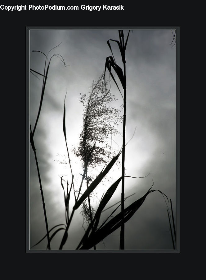 Grass, Plant, Reed, Art, Modern Art, Silhouette, Blossom