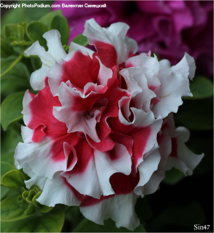 Blossom, Carnation, Flower, Plant, Flora, Geranium, Flower Arrangement