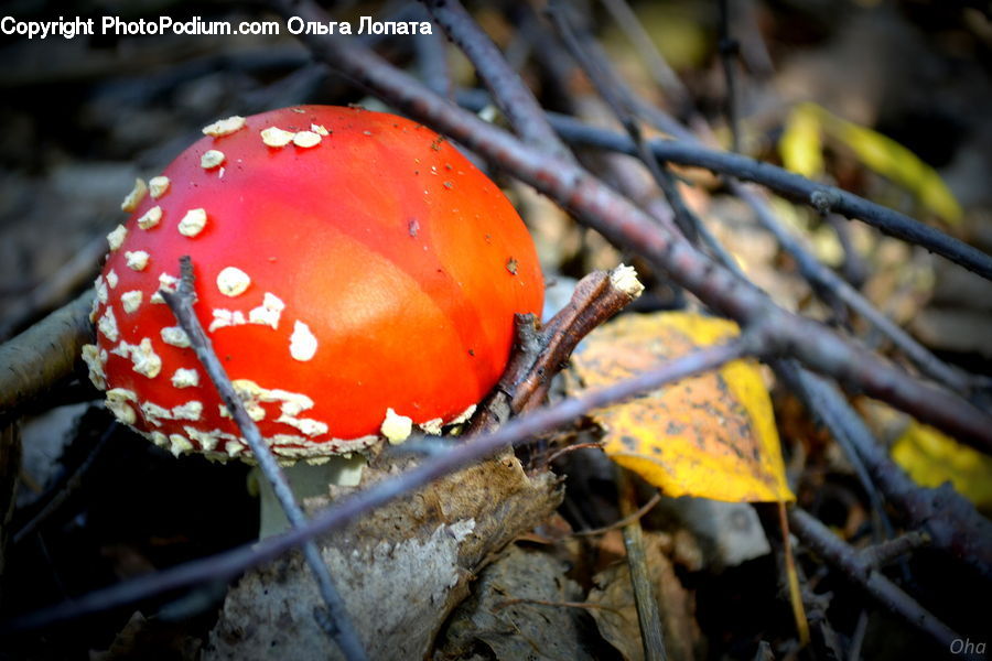 Agaric, Amanita, Fungus, Mushroom, Plant