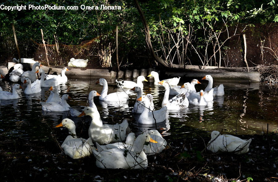 Bird, Seagull, Goose, Waterfowl, Albatross, Duck, Teal