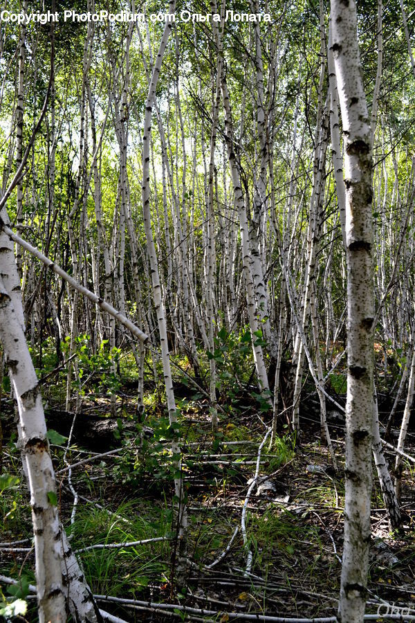 Birch, Tree, Wood, Forest, Jungle, Vegetation, Rainforest