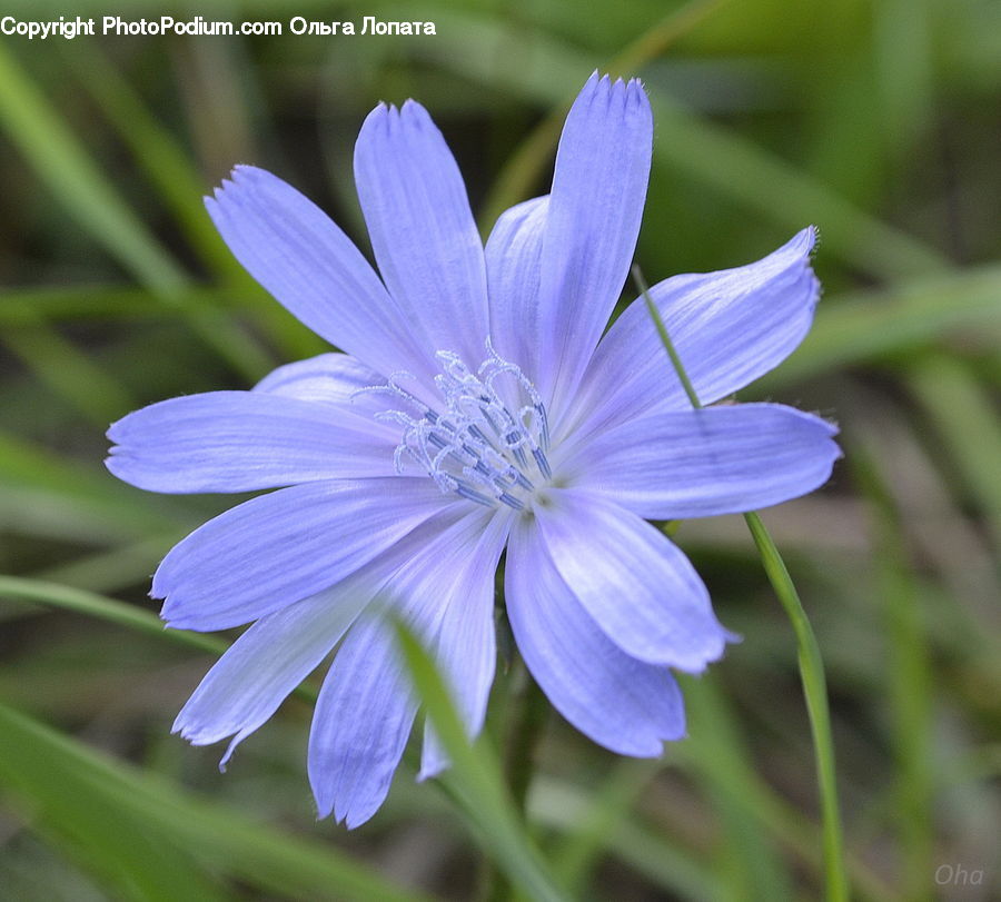 Fiber, Flax, Flora, Flower, Plant, Blossom, Geranium