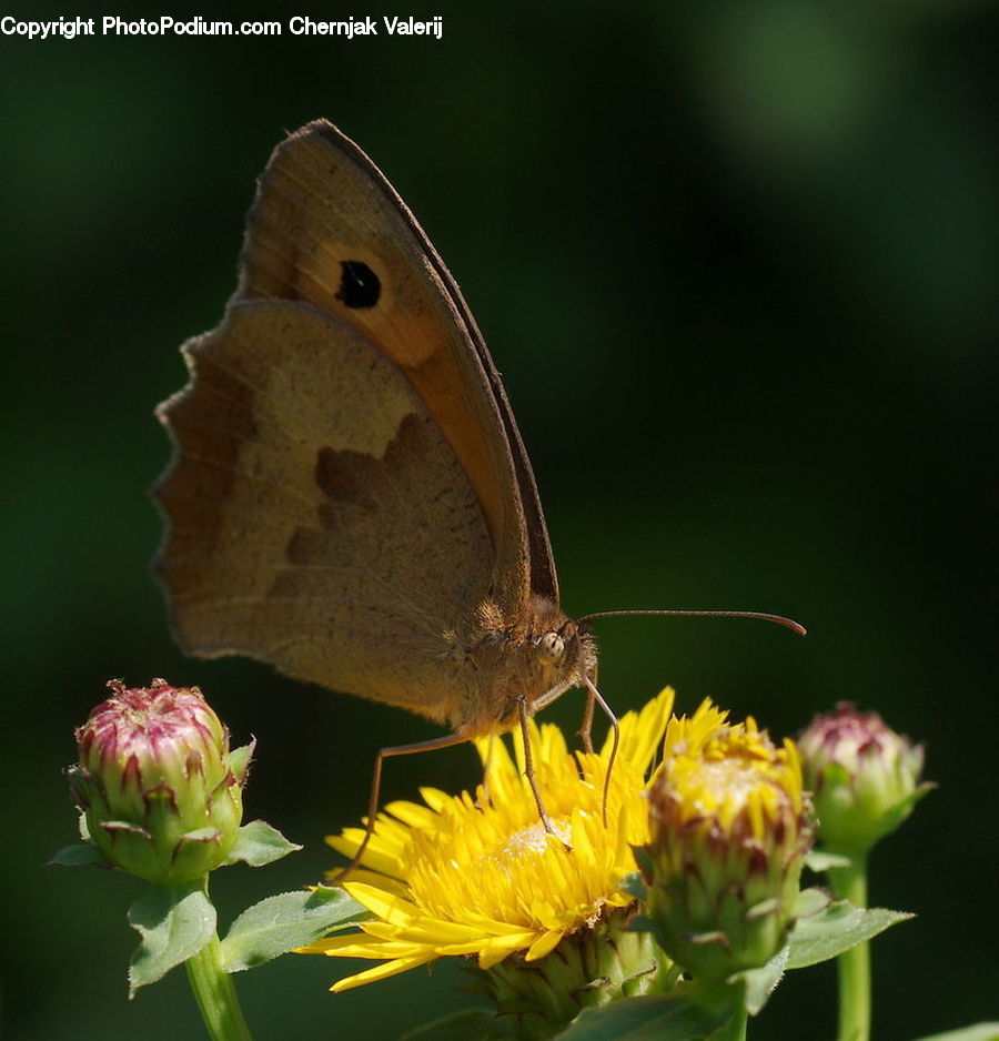 Butterfly, Insect, Invertebrate, Artichoke, Plant, Bee, Asteraceae