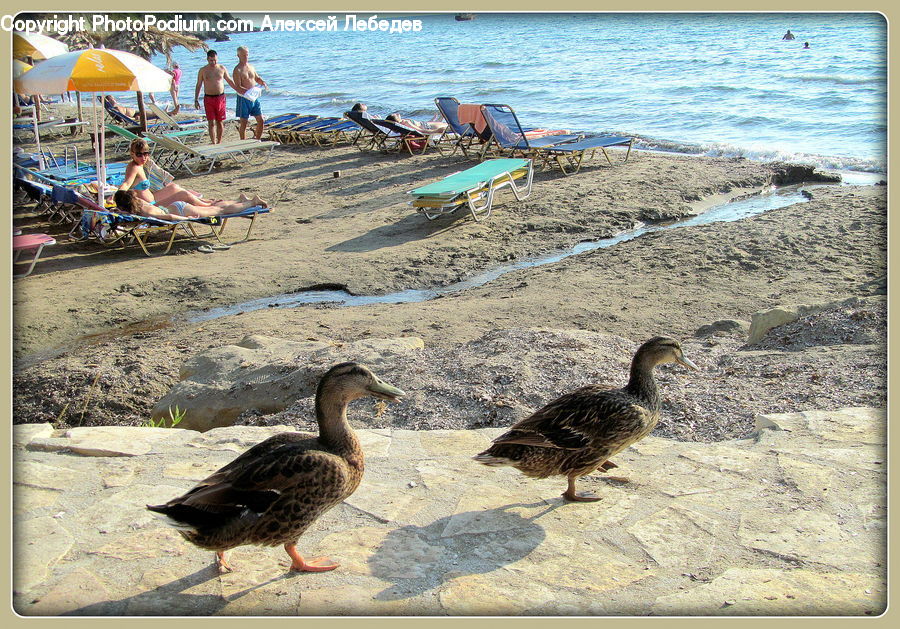 Bird, Waterfowl, Beach, Coast, Outdoors, Sea, Water