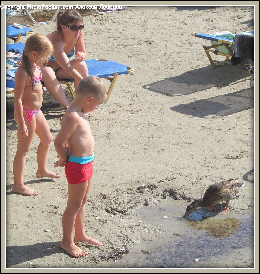 Bikini, Maillot, Swimwear, People, Person, Human, Bird