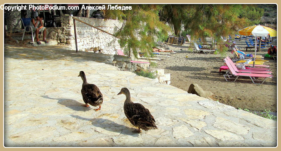 Bird, Duck, Teal, Waterfowl, Boat, Watercraft, Goose