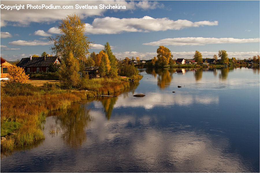 Flood, Water, Conifer, Fir, Plant, Tree, Field