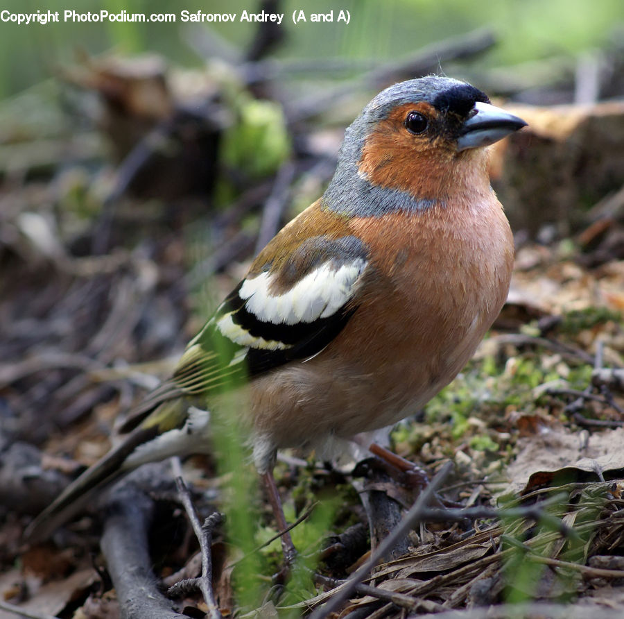 Bird, Wren, Blue Jay, Bluebird, Jay, Plant, Beak