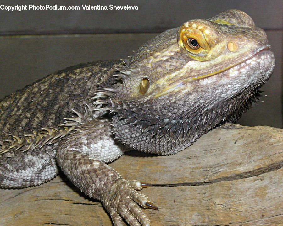 Lizard, Reptile