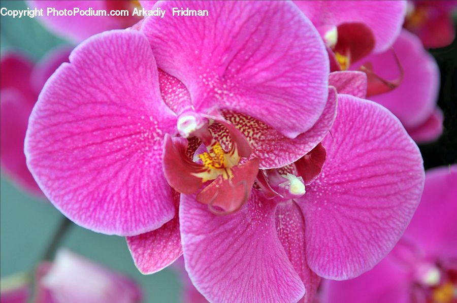 People, Person, Human, Blossom, Flora, Flower, Orchid