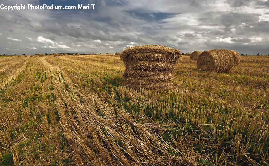 Countryside, Hay, Straw, Field, Grass, Grassland, Plant
