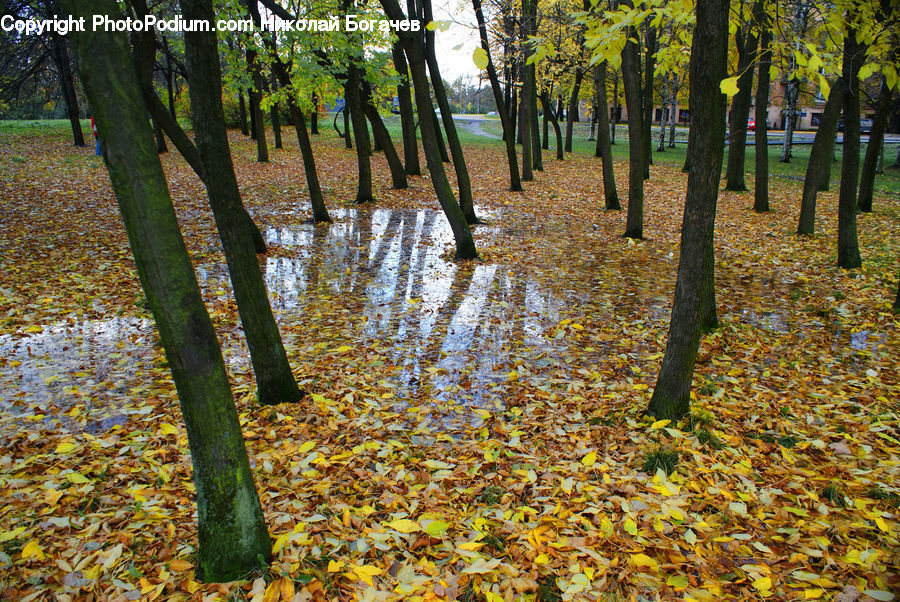 Forest, Grove, Land, Plant, Tree, Oak, Wood