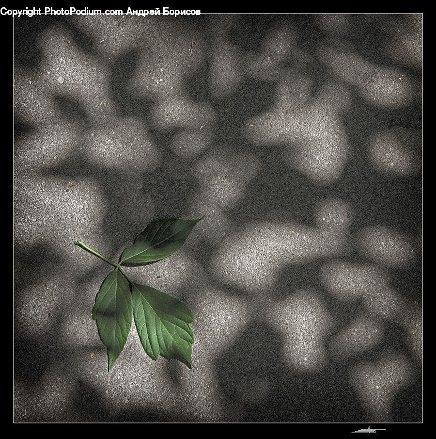 Leaf, Plant, Ivy, Vine, Acanthaceae, Annonaceae, Blossom