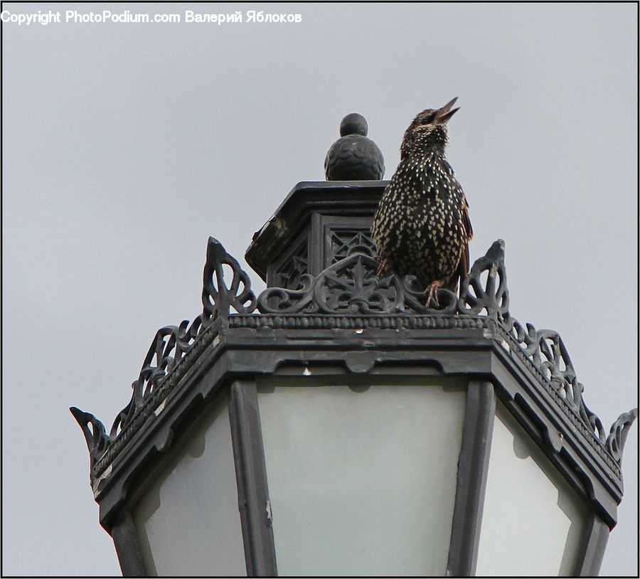 Bird, Quail, Architecture, Bell Tower, Clock Tower, Tower, Column