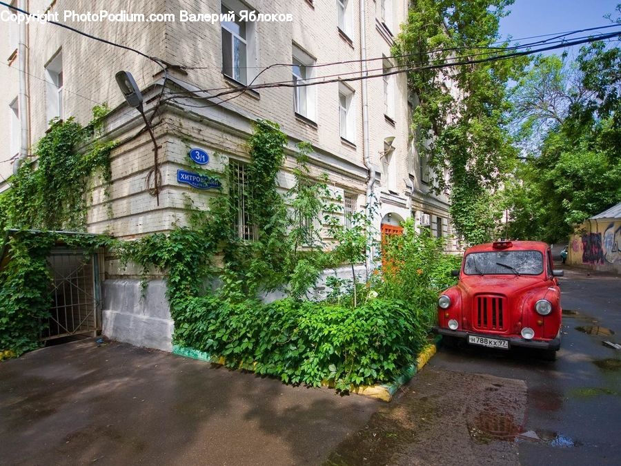 Ivy, Plant, Vine, Alley, Alleyway, Road, Street