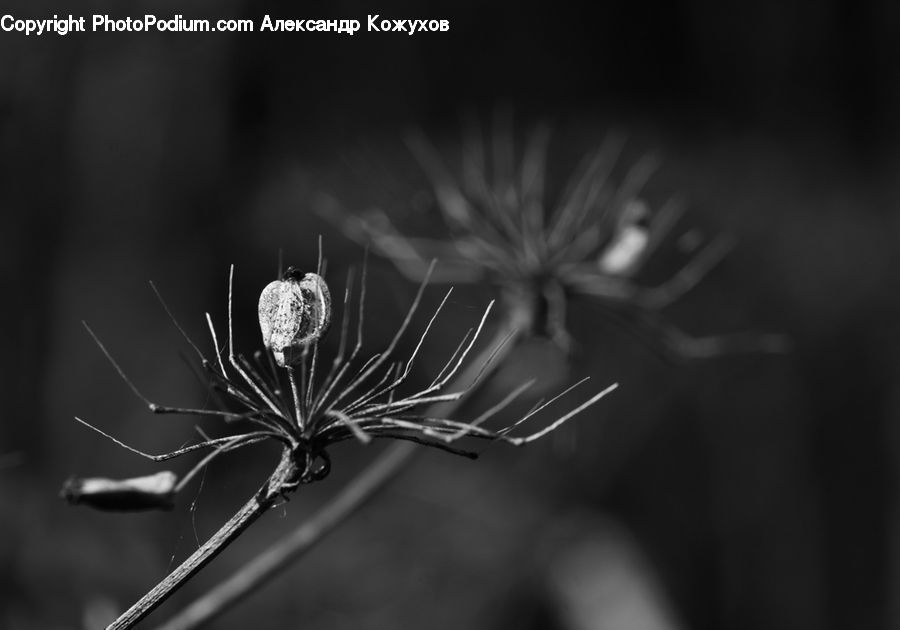 Apiaceae, Blossom, Plant, Dill, Flora, Flower, Conifer