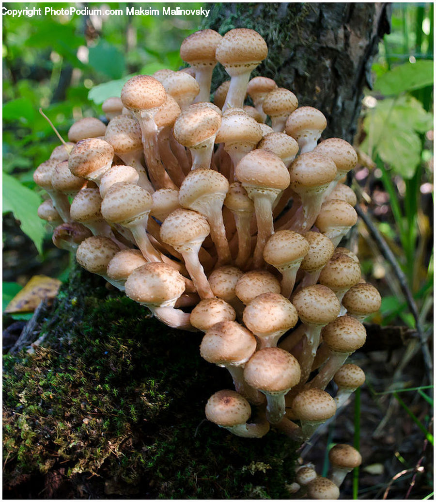 Agaric, Amanita, Fungus, Mushroom, Plant, Moss, Soil