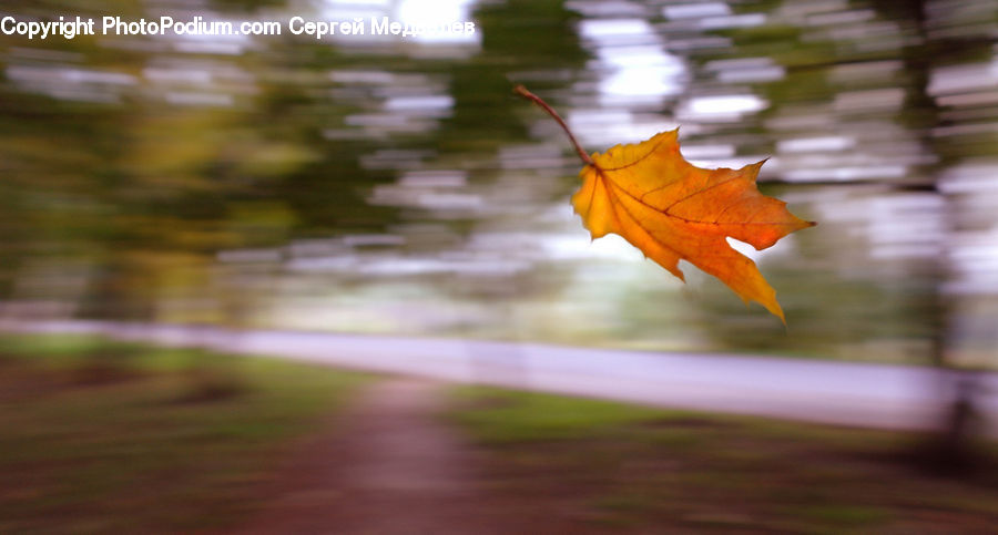 Maple, Maple Leaf, Plant, Veins, Leaf, Tree, Wood
