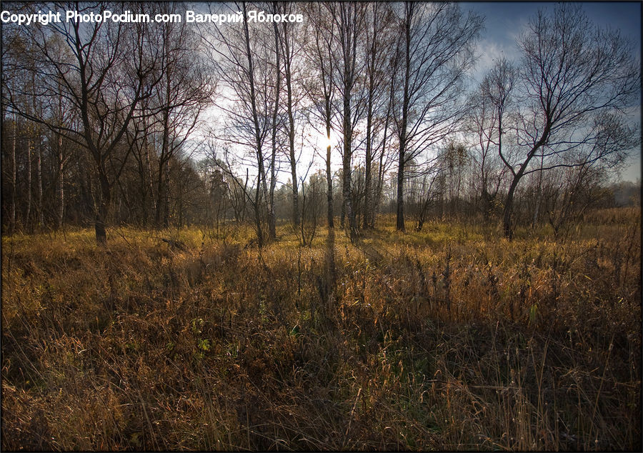 Field, Grass, Grassland, Plant, Land, Outdoors, Tree