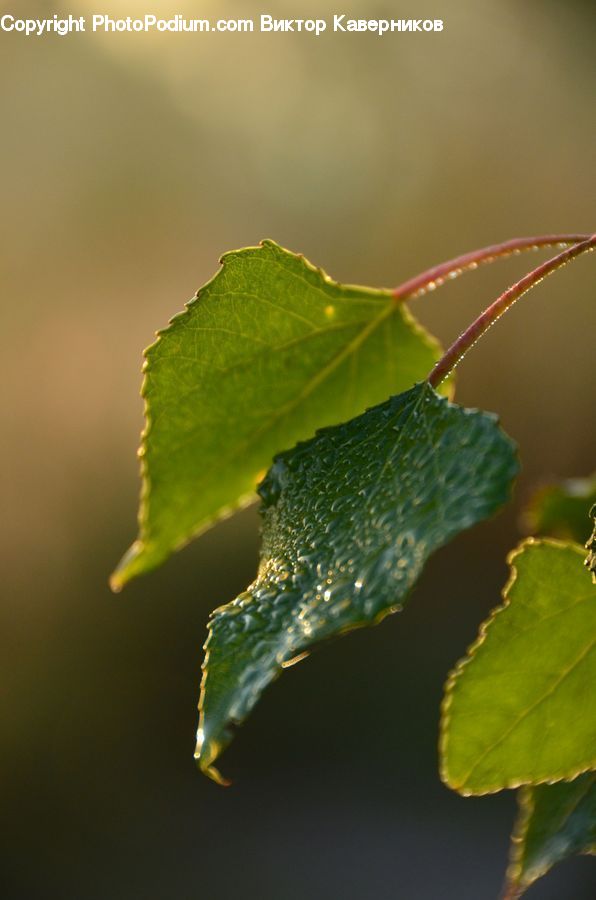 Leaf, Plant, Blossom, Flora, Flower, Geranium, Maple