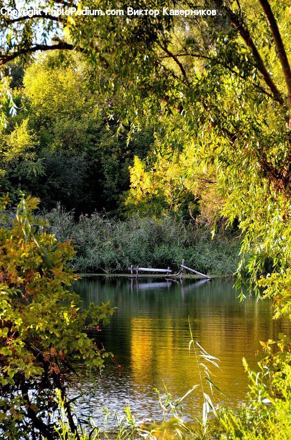Plant, Vine, Outdoors, Pond, Water, River, Birch
