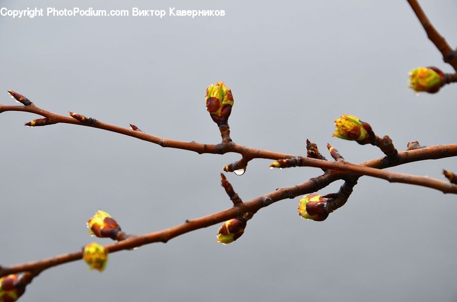 Bud, Plant, Ball, Sphere, Finger, Hand, Blossom