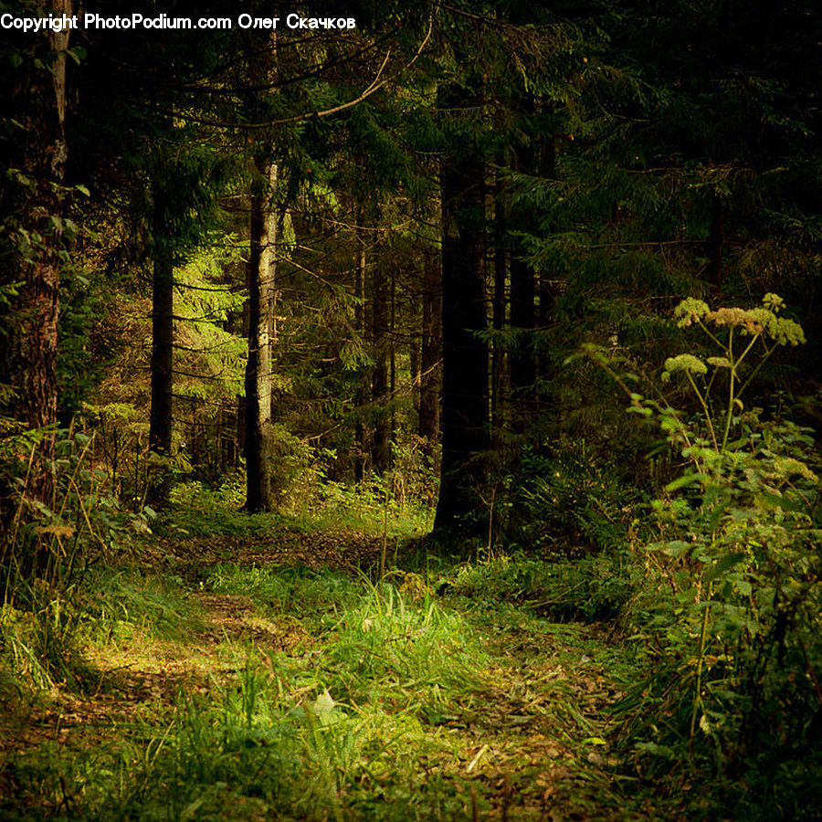 Forest, Vegetation, Apiaceae, Blossom, Plant, Moss, Conifer