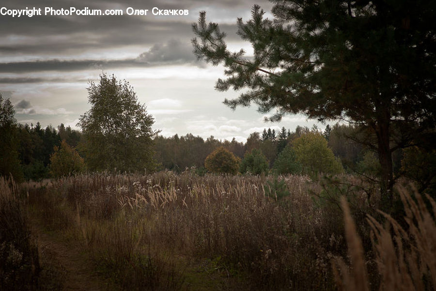 Conifer, Fir, Pine, Plant, Spruce, Tree, Field
