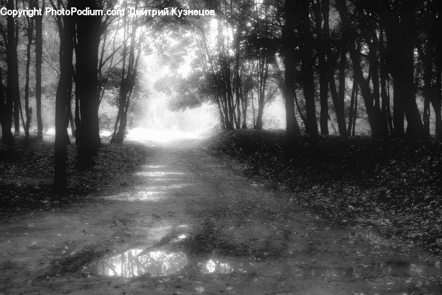 Forest, Vegetation, Flare, Light, Sunlight, Path, Trail