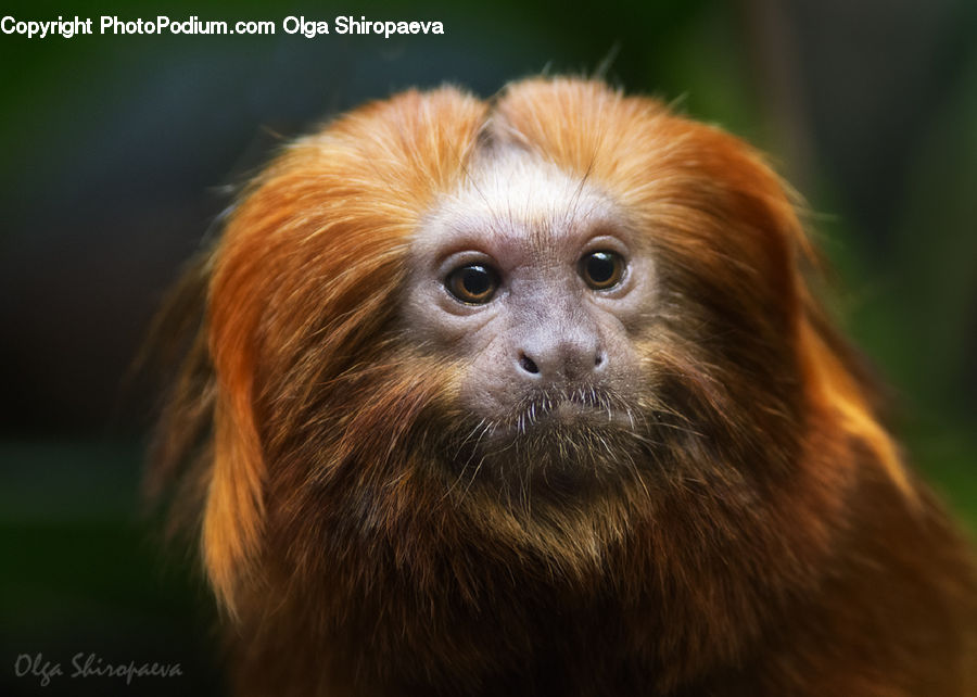 Animal, Mammal, Monkey