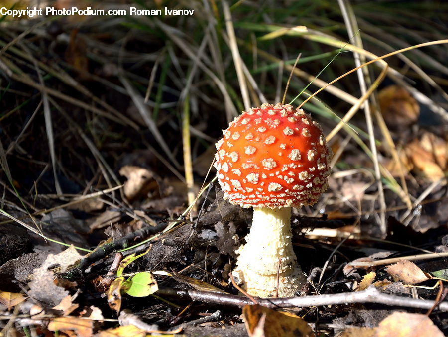 Agaric, Amanita, Fungus, Mushroom, Plant