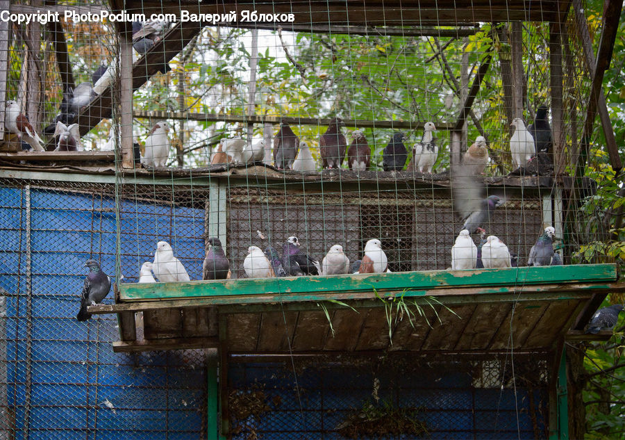 Bird, Dove, Pigeon, Animal, Zoo, Bench, Duck