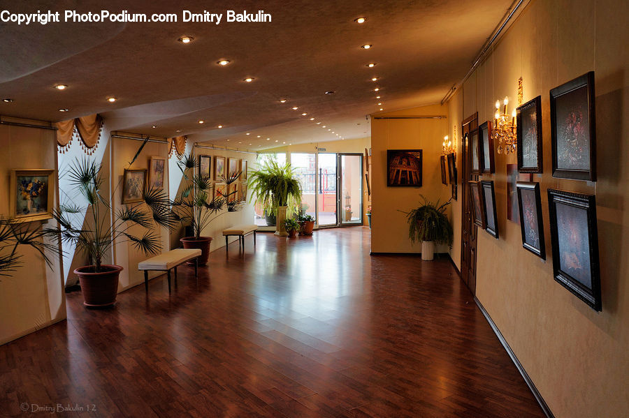 Plant, Potted Plant, People, Person, Human, Art, Art Gallery
