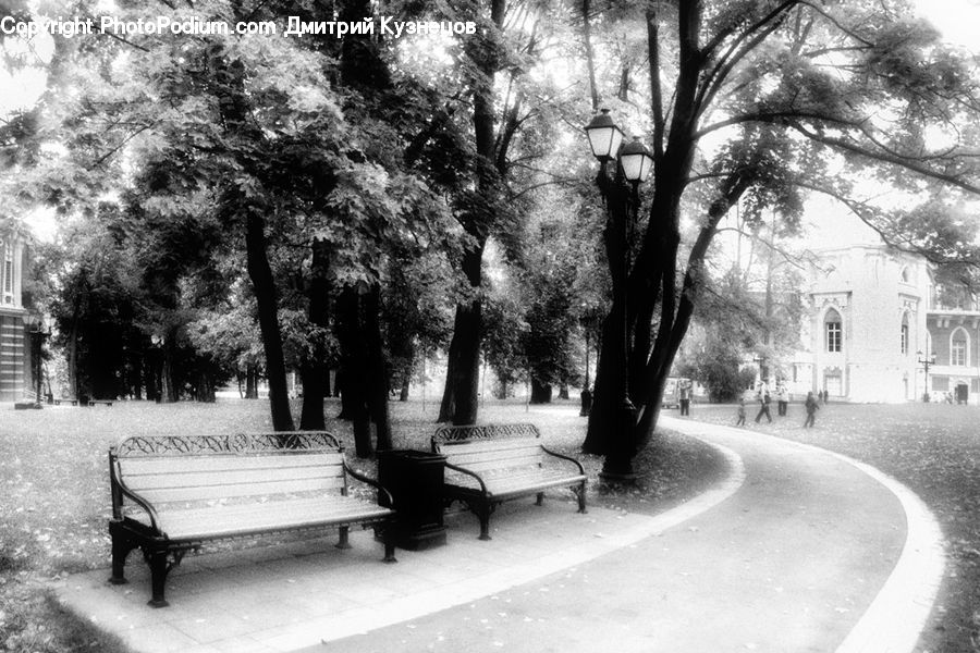 Bench, Park Bench, Plant, Tree, Oak, Wood, Countryside