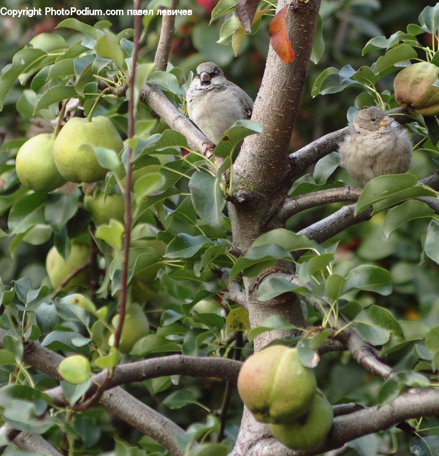Bird, Sparrow, Finch, Wren, Robin
