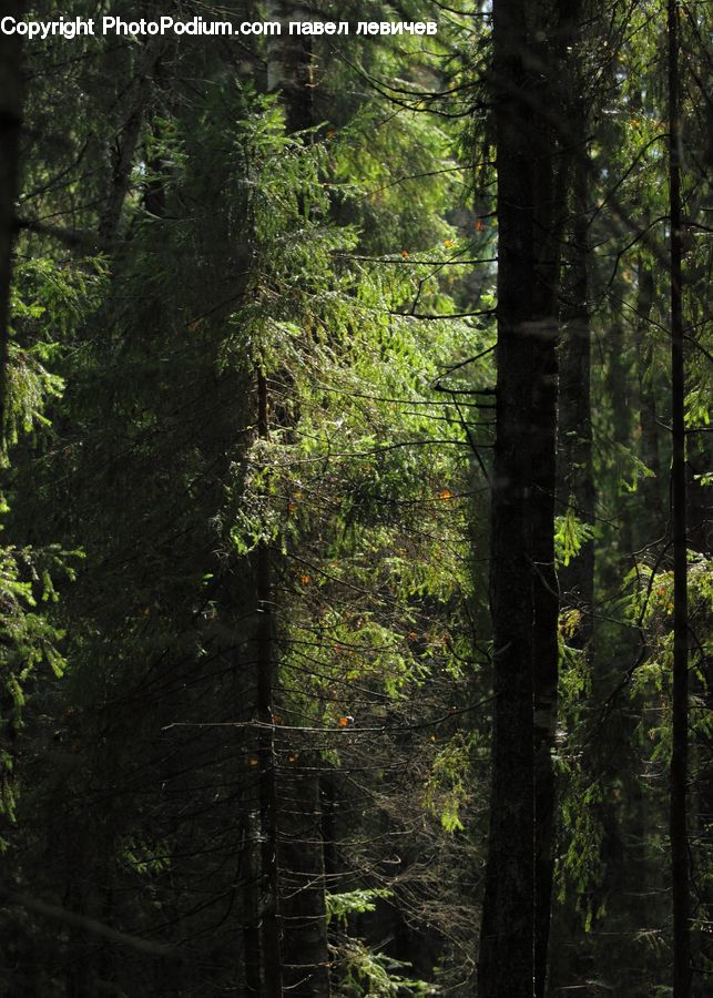 Forest, Vegetation, Jungle, Fir, Redwood, Tree, Wood