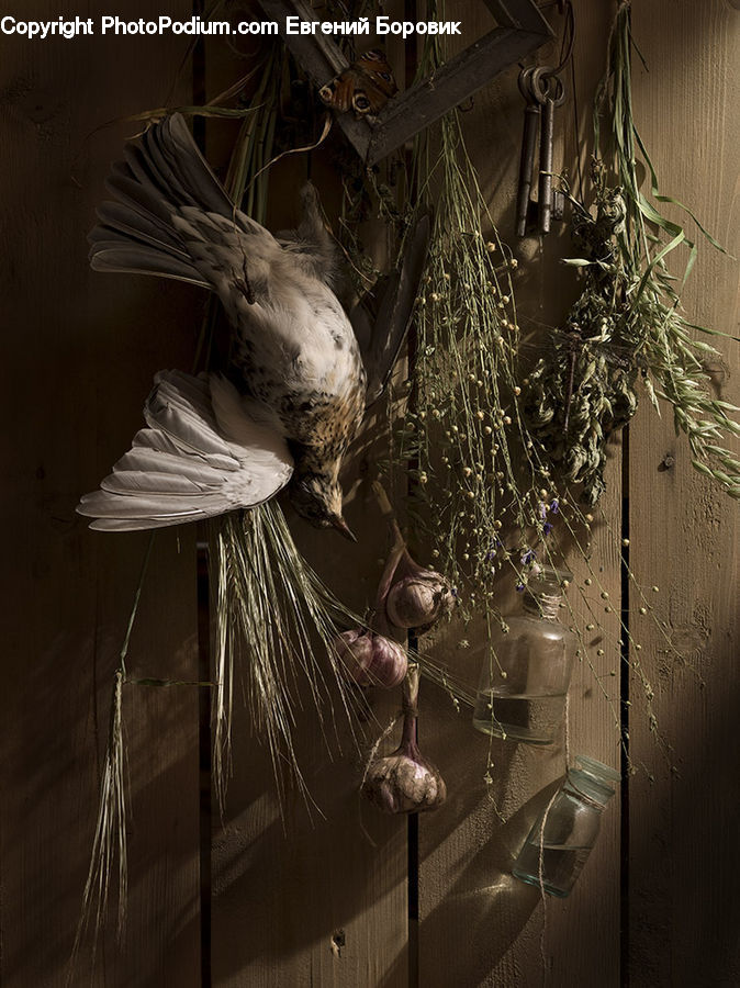 Plant, Potted Plant, Garlic, Light Fixture, Art, Modern Art