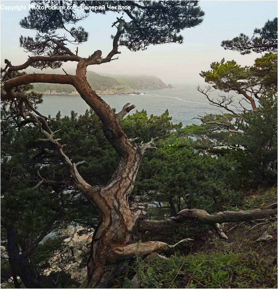 Oak, Tree, Wood, Plant, Conifer, Fir, Bonsai