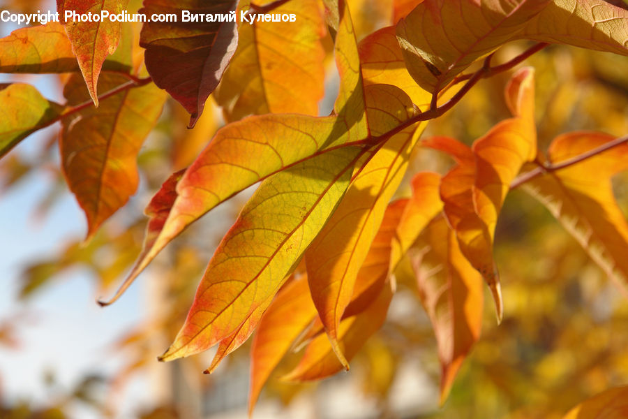 Maple, Tree, Wood, Veins, Birch, Ivy, Plant